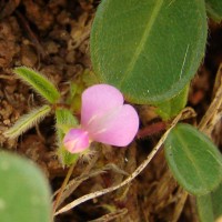 Grona heterophylla (Willd.) H.Ohashi & K.Ohashi